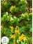 Kokulu Hanımeli Çiçeği 1 Adet 50-70 cm Sakıslı Sarmaşık Bitki (Lonicera Periclymenum) 1
