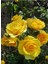 Kokulu Sarı Renk Gül Fidanı 1 Adet Saksıda 30-50 cm (Yellow Rose) 1