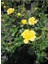 Kokulu Sarı Renk Gül Fidanı 1 Adet Saksıda 30-50 cm (Yellow Rose) 3