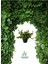 Hedera Helix Sarmaşığı Saksıda 1 Adet 30-40 cm Makrome Saksılı 1