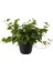 Hedera Helix Sarmaşığı Saksıda 1 Adet 30-40 cm Makrome Saksılı 2
