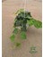 Hedera Helix Sarmaşığı Saksıda 1 Adet 30-40 cm Makrome Saksılı 3