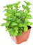Aromatik Kokulu Mutfak Seti Itır Çiçeği+Nane+Kekik+Biberiye Fidesi 4 Adet 3