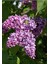 Mis Kokulu Leylak Çiçeği 1 Adet Saksılı/Tüplü 40-60 cm Dış Mekan Bitkisi (Syringa) 1