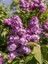 Mis Kokulu Leylak Çiçeği 1 Adet Saksılı/Tüplü 40-60 cm Dış Mekan Bitkisi (Syringa) 3