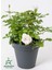 Beyaz Gül Fidanı Yediveren Salon Gülü 20-40 cm (White Rose) 1