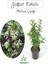 Melisa Çiçeği Yoğun Kokulu 1 Adet 30-40 cm Saksılı(Cestrum Nocturnum) 1
