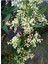 Melisa Çiçeği Yoğun Kokulu 1 Adet 30-40 cm Saksılı(Cestrum Nocturnum) 3