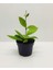Mum Çiçeği Pembe(Fuşya)(Hoya Carnosa) Kokulu 9 cm Saksıda 2