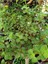Para Yeşim Çiçeği 1 Adet Sukulent Dekoratif Bitki 10-15 cm(CRASSULA) 3