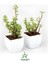 Yeşim Para Çiçeği 2 Adet Dekoratif Canlı Bitki 10-15 cm(CRASSULA) 2