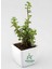 Yeşim Para Çiçeği 2 Adet Dekoratif Canlı Bitki 10-15 cm(CRASSULA) 3