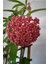Videolu Kokulu Mum Çiçeği Kırmızı Kokulu 12-25 cm Saksıda(Hoya Carnosa) 1
