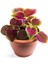 Yaprak Güzeli Çiçeği 1 Adet 10-20 cm (Coleus) 2