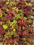 Yaprak Güzeli Çiçeği 1 Adet 10-20 cm (Coleus) 3