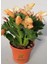 Sarı Enk Yılbaşı Çiçeği 1 Adet Saksılı 10-15 cm Schlumbergera Truncata 1