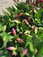 Sarı Enk Yılbaşı Çiçeği 1 Adet Saksılı 10-15 cm Schlumbergera Truncata 2