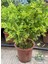 Cestrum Nocturnum Melisa Çiçeği Gece Sefası 30-60 cm 1