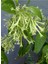 Melisa Çiçeği Fidanı Saksıda Bahçe Çiçeği 30-50 cm (Cestrum Nocturnum) 1