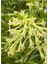 Melisa Çiçeği Fidanı Saksıda Bahçe Çiçeği 30-50 cm (Cestrum Nocturnum) 3