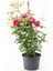 Yoğun Kokulu Pembe Isparta Gülü Fidanı 1 Adet Saksılı 30-50 cm (Pink Rose) 2