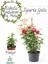 Canlı Bahçe Gülü Pembe Renk 30-50 cm (Pink Rose)+Yeşim Çiçeği 1
