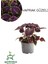 Nadir Tür Mor Renk Yaprak Güzeli Çiçeği 1 Adet Kolyos (Purple Coleus) 1