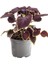 Nadir Tür Mor Renk Yaprak Güzeli Çiçeği 1 Adet Kolyos (Purple Coleus) 2