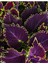 Nadir Tür Mor Renk Yaprak Güzeli Çiçeği 1 Adet Kolyos (Purple Coleus) 3