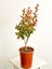Videolu Oya Ağacı Çiçeği Kırmızı-Beyaz-Pembe 3 Adet Saksılı/ Tüplü 40-70 cm (Lagerstroemia Indica) 4
