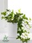 Hedera Helix Sarmaşığı Makrome Saksıda 1 Adet Saksılı 30-40 cm 1