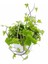 Hedera Helix Sarmaşığı Makrome Saksıda 1 Adet Saksılı 30-40 cm 2