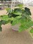 Hedera Helix Sarmaşığı Makrome Saksıda 1 Adet Saksılı 30-40 cm 3