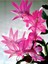 Videolu Yılbaşı Çiçeği Karışık Renk 3 Adet Saksıda 10-15 cm İç Mekan Bitkisi (Schlumbergera Purple) 2