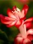 Videolu Yılbaşı Çiçeği Karışık Renk 3 Adet Saksıda 10-15 cm İç Mekan Bitkisi (Schlumbergera Purple) 3