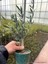 Videolu Gemlik Zeytin Fidanı Fidesi 1 Adet 80-150 cm Saksılıtüplü (Olive Sapling) 3