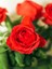 Videolu Özel Seri 3 Adet Chica Açık Kırmızı Gül 45-85 cm Saksılı (Chica Light Red Rose) 1