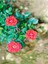 Videolu Özel Seri 3 Adet Chica Açık Kırmızı Gül 45-85 cm Saksılı (Chica Light Red Rose) 2
