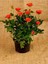 Videolu Özel Seri 3 Adet Chica Açık Kırmızı Gül 45-85 cm Saksılı (Chica Light Red Rose) 3