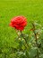Videolu Özel Seri 3 Adet Chica Açık Kırmızı Gül 45-85 cm Saksılı (Chica Light Red Rose) 4