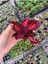 Velvet Red Coleus Mini Yaprak Güzeli Kolyoz Çiçeği Saksıda 1