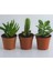 3lü Set Shrek Kulağı & Kaktüs & Crassula Ovata Para Çiçeği Dolgun Form 1