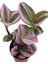 Videolu Telgraf Çiçeği Pembe Alacalı 1 Adet Saksılı 10-20 cm İç Mekan Bitkisi(Nanouk Tradescantia) 2