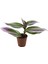 Videolu Telgraf Çiçeği Pembe Alacalı 1 Adet Saksılı 10-20 cm İç Mekan Bitkisi(Nanouk Tradescantia) 3