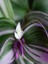 Videolu Telgraf Çiçeği Pembe Alacalı 1 Adet Saksılı 10-20 cm İç Mekan Bitkisi(Nanouk Tradescantia) 4