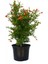 Videolu Bodur Süs Narı 30-60 cm Saksılı Çiçekli Bodur Bitkiler Pomegranate Tree 1