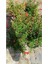 Videolu Bodur Süs Narı 30-60 cm Saksılı Çiçekli Bodur Bitkiler Pomegranate Tree 2