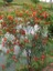 Turuncu Çiçekli Sesbanya Sesbania Punicea Scarlet Wisteria 80 100 cm Saksıda 1