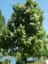 Katalpa Sigara Ağacı Catalpa Bignonioides 20 40 cm Saksıda 1