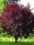 Süs Eriği Pembe Çiçekli Prunus Cerasifera Pissardii 120 cm 3 Yaş 1